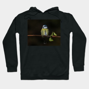 Blue Tit Hoodie